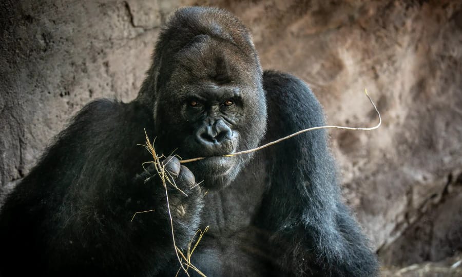 Gino the Gorilla, the oldest gorilla in Disney's Animal Kingdom, sits against rocks, chewing a twig and eyeing the camera.